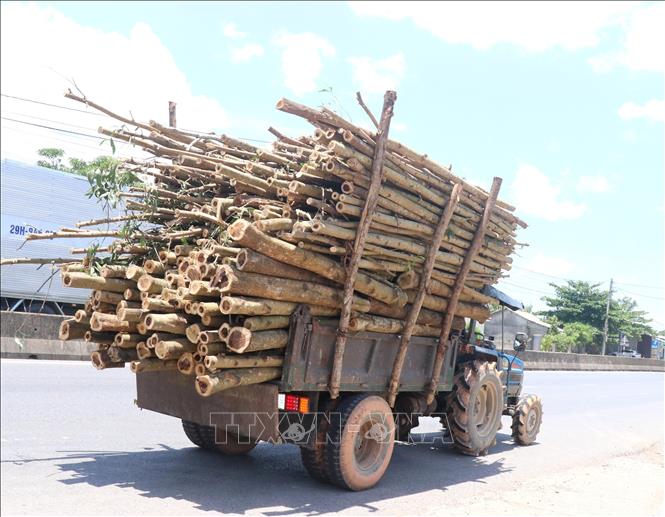 Trong ảnh: Xe tự chế có dấu hiệu cơi nới thùng và chở quá khổ cây gỗ rừng trồng lưu thông trên Quốc lộ 1A đoạn huyện Gio Linh. Ảnh: Nguyên Lý-TTXVN