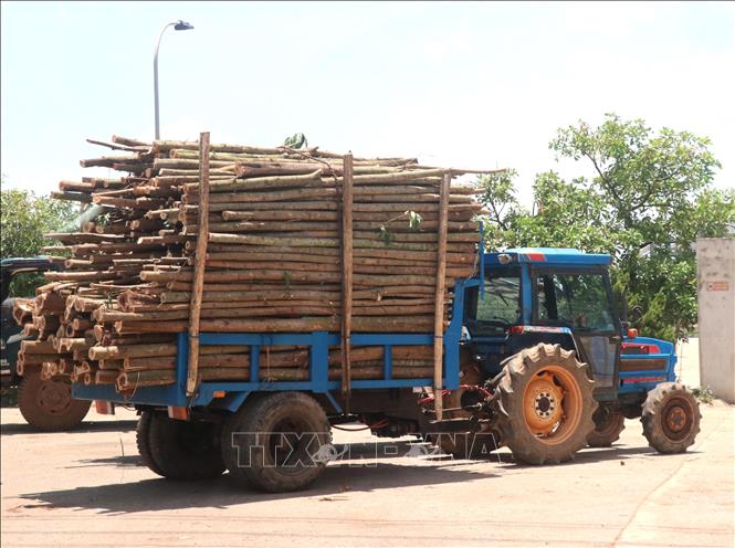 Trong ảnh: Xe tự chế có dấu hiệu cơi nới thùng và chở quá khổ cây gỗ rừng trồng trên địa bàn huyện Gio Linh. Ảnh: Nguyên Lý-TTXVN
