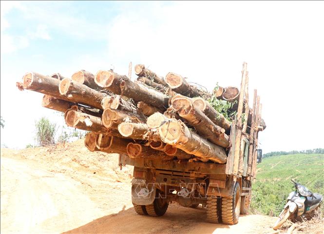 Trong ảnh: Xe ô tô tải có dấu hiệu cơi nới thùng và chở quá khổ cây gỗ rừng trồng khai thác ở Ban quản lý rừng phòng hộ lưu vực sông Bến Hải. Ảnh: Nguyên Lý-TTXVN