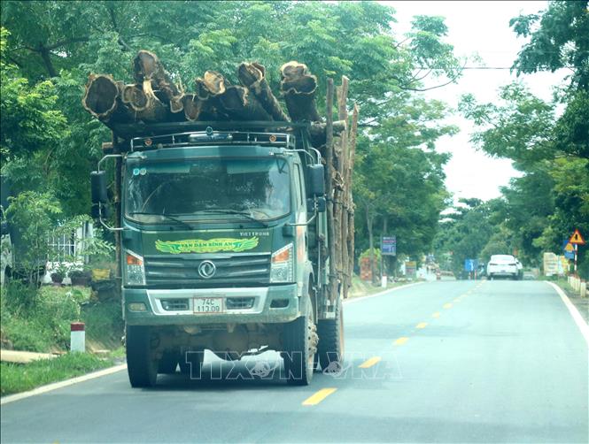 Trong ảnh: Xe ô tô tải có dấu hiệu cơi nới thùng để chở cây gỗ rừng trồng lưu thông trên đường Hồ Chí Minh đoạn qua huyện Gio Linh. Ảnh: Nguyên Lý-TTXVN