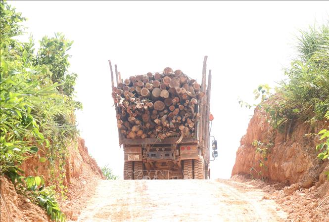 Trong ảnh: Xe ô tô tải có dấu hiệu cơi nới thùng và chở quá khổ cây gỗ rừng trồng khai thác ở Ban quản lý rừng phòng hộ lưu vực sông Bến Hải. Ảnh: Nguyên Lý-TTXVN