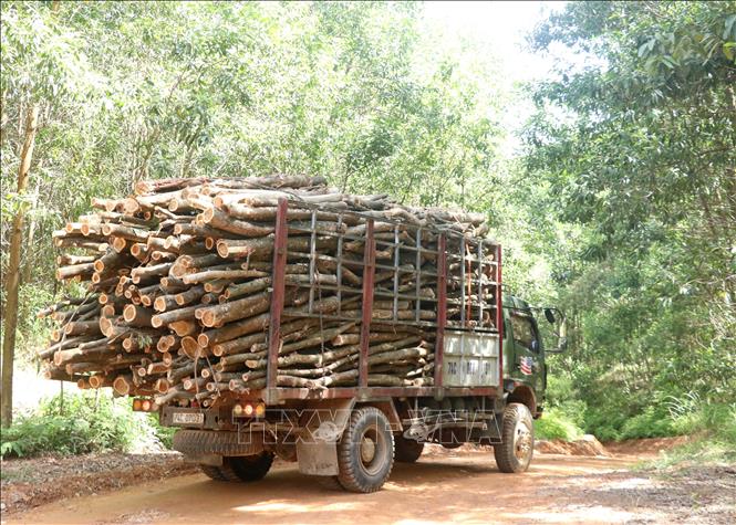 Trong ảnh: Xe ô tô tải có dấu hiệu cơi nới thùng và chở quá khổ cây gỗ rừng trồng khai thác ở Ban quản lý rừng phòng hộ lưu vực sông Bến Hải. Ảnh: Nguyên Lý-TTXVN