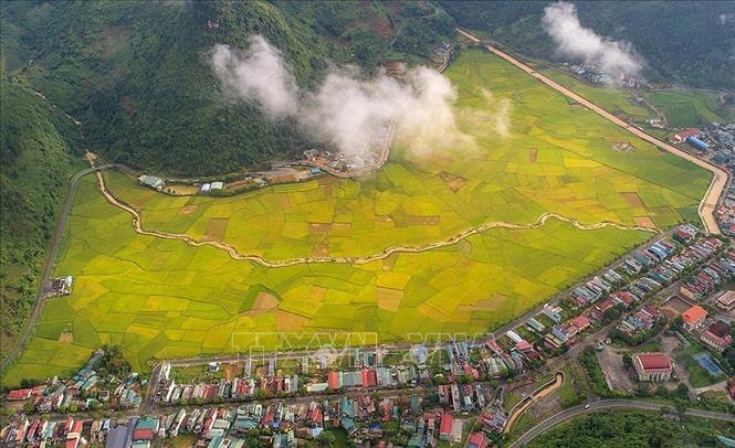 Trong ảnh: Quyến rũ dải lụa vàng trên cánh đồng Mường Khương vào tháng 8. Ảnh: TTXVN phát