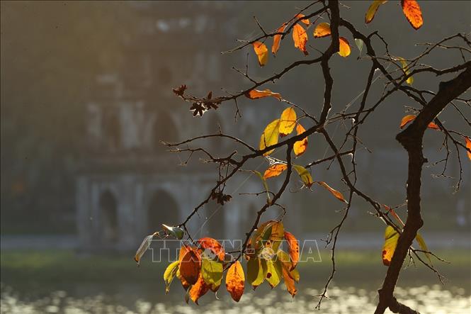 Trees on the bank of Hoan Kiem Lake turn yellow in autumn. VNA VNA Photo: Lâm Khánh 