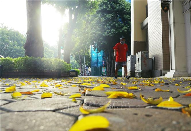 Yellow leaves on Hai Ba Trung street, Hoan Kiem district. VNA Photo: Lâm Khánh
