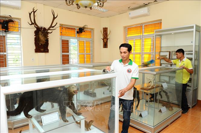 Cán bộ của Vườn Quốc gia Cát Bà tại nơi bảo quản các tiêu bản động, thực vật quý hiếm. Ảnh: Minh Đức - TTXVN
