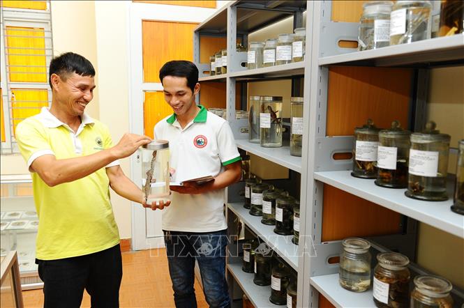 Cán bộ của Vườn Quốc gia Cát Bà kiểm kê các mẫu vật trưng bày. Ảnh: Minh Đức - TTXVN