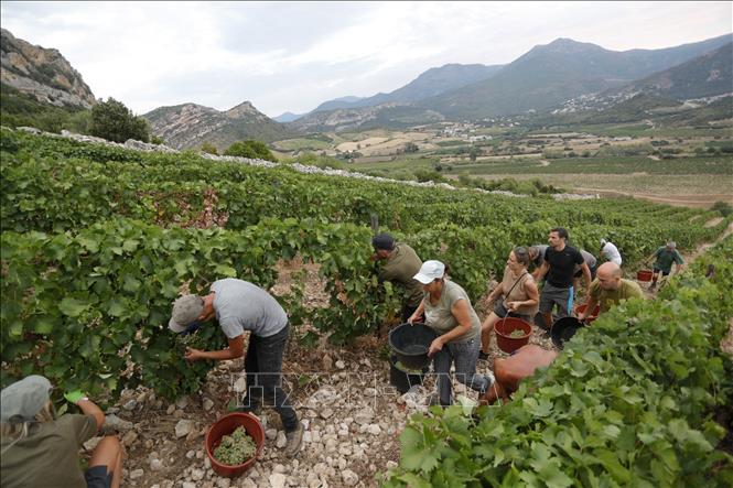 Trong ảnh: Thu hoạch nho tại Patrimonio, thuộc đảo Corsica của Pháp ngày 12/8/2022. Ảnh: AFP/TTXVN