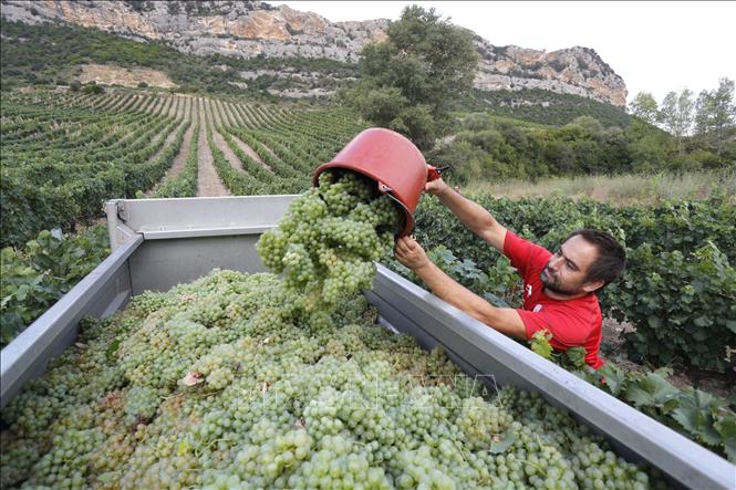 Trong ảnh: Thu hoạch nho tại Patrimonio, thuộc đảo Corsica của Pháp ngày 12/8/2022. Ảnh: AFP/TTXVN