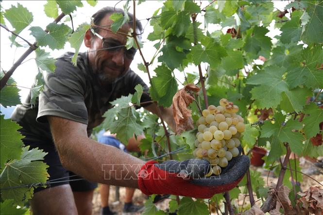 Trong ảnh: Thu hoạch nho tại Patrimonio, thuộc đảo Corsica của Pháp ngày 12/8/2022. Ảnh: AFP/TTXVN