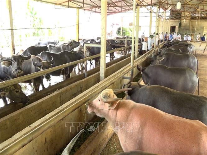 Nuôi trâu nhốt chuồng cho lợi nhuận tiền tỷ mỗi năm