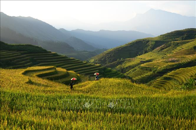 Trong ảnh: Những thửa ruộng bậc Sa Pa tuyệt đẹp dần chuyển mình từ xanh sang vàng. Ảnh: Quốc Khánh - TTXVN