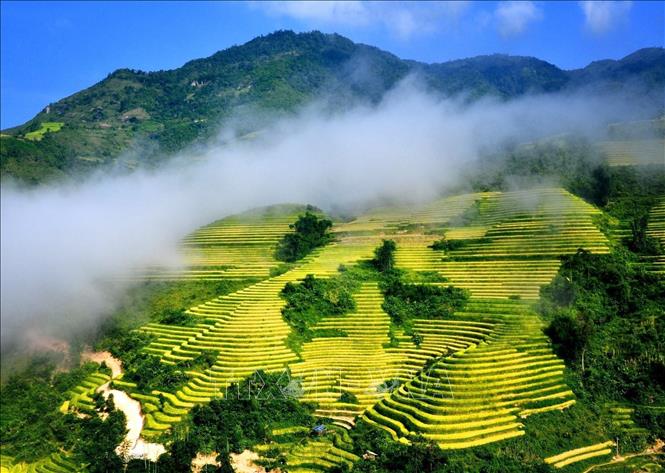 Splendid golden terraced rice fields hide in the dreamy clouds of Sapa. VNA Photo: Quốc Khánh
