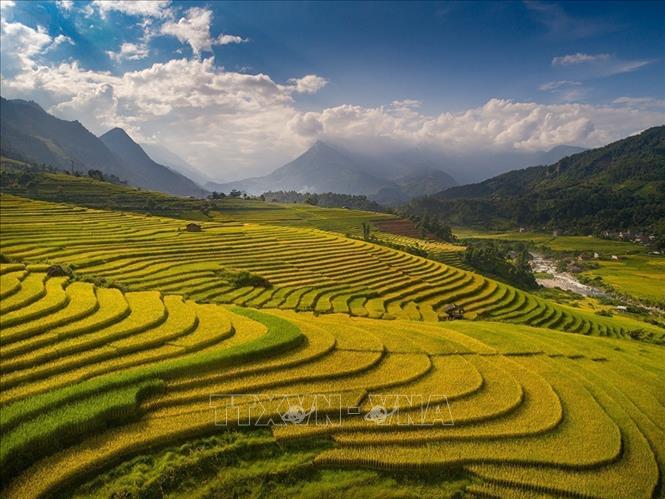 Charming beauty of golden terraced rice fields in Sapa. VNA Photo: Quốc Khánh