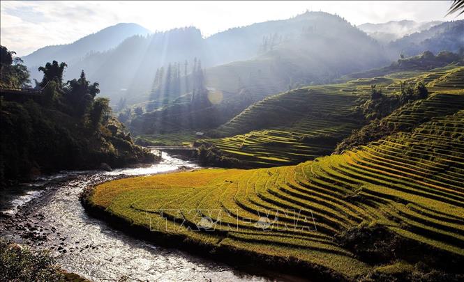 Crepuscular rays shine over golden rice fields, enhancing Sapa’s golden season’s beauty. VNA Photo: Quốc Khánh