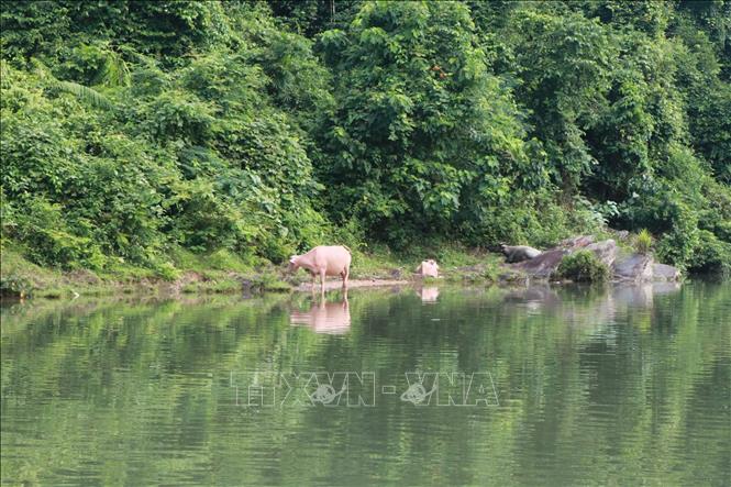 Trong ảnh: Nhiều hộ dân dọc sông Giăng, Nghệ An còn có tập quán chăn thả trâu bò như một nét sinh hoạt bình thường của đồng bào dân tộc Thái Nghệ An.	Ảnh: Nguyễn Văn Nhật - TTXVN