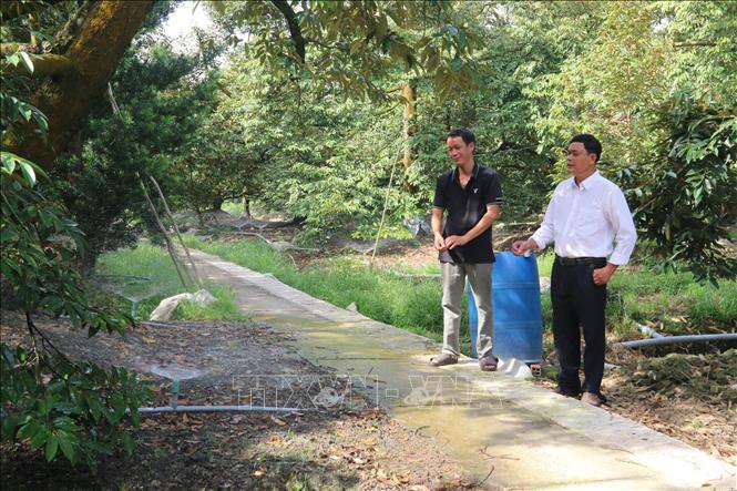 Tiền Giang: Trên 96% diện tích sầu riêng có hệ thống tưới phun tự