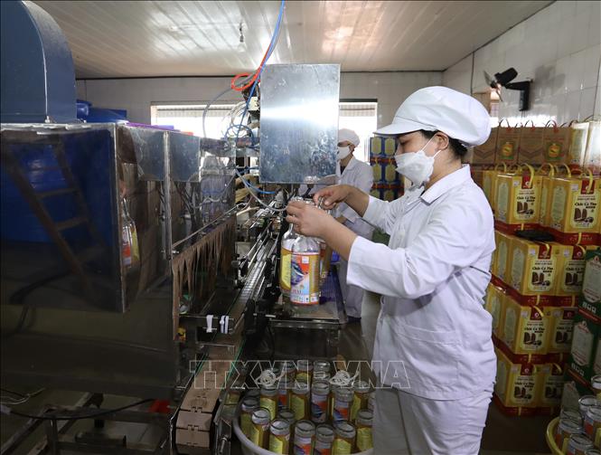 Công ty TNHH Quang Hải với 80 cán bộ, công nhân viên, mỗi năm sản xuất khoảng 850.000 lít nước mắm (1 triệu sản phẩm) phục vụ khách hàng trong nước và hướng tới xuất khẩu. Ảnh: Hoàng Hiếu – TTXVN