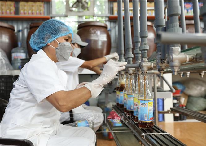 Công ty TNHH Thương mại và Dịch vụ mắm Hương Biển (đơn vị có 3 sản phẩm OCOP 4 sao, 3 sản phẩm 3 sao) mỗi năm sản xuất khoảng 120 nghìn lít nước mắm. Ảnh: Hoàng Hiếu – TTXVN