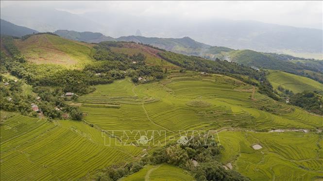 Trong ảnh: Những thửa ruộng bậc thang trải dài từ đỉnh đồi xuống chân đồi tạo ra nét hùng vỹ của cảnh quan ruộng bậc thang nơi đây. Ảnh: Trọng Đạt - TTXVN