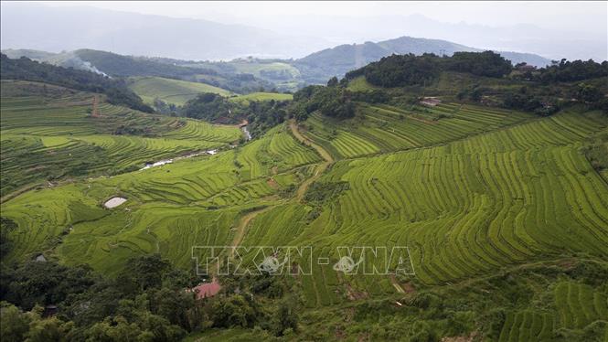 Trong ảnh: Những thửa ruộng bậc thang trải dài từ đỉnh đồi xuống chân đồi tạo ra nét hùng vỹ của cảnh quan ruộng bậc thang nơi đây. Ảnh: Trọng Đạt - TTXVN