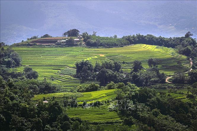 Trong ảnh: Xen lẫn trên những sườn đồi là ruộng bậc thang và cây rừng, không gian nơi đây vẫn còn nguyên sơ và thanh bình. Ảnh: Trọng Đạt - TTXVN