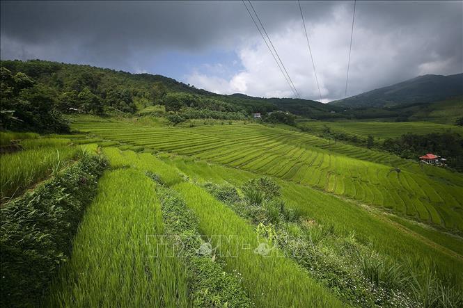 Trong ảnh: Vẻ đẹp của những thửa ruộng bậc thang nơi đây không thua kém gì so với những vùng đất vốn đã rất nổi tiếng về ruộng bậc thang như Lào cai, Yên Bái... Ảnh: Trọng Đạt - TTXVN