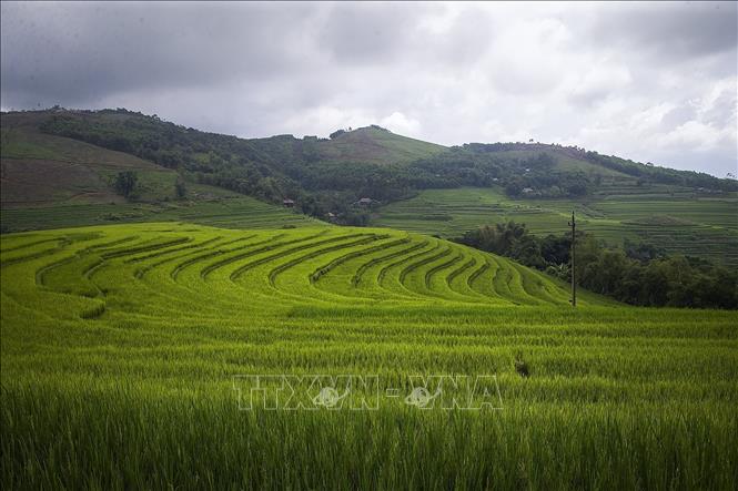 Trong ảnh: Những thửa ruộng bậc thang xanh mướt uốn lượn trên các sườn đồi. Ảnh: Trọng Đạt - TTXVN