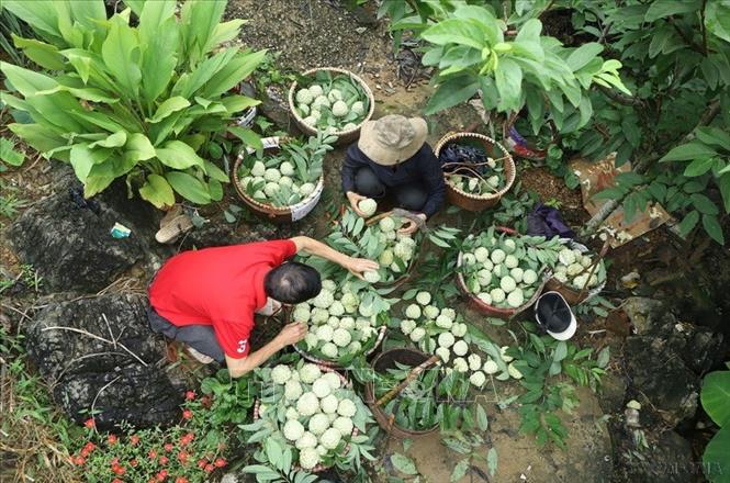 Quy mô, trình độ nền kinh tế được nâng lên, đời sống vật chất và tinh thần của nhân dân được cải thiện rõ rệt. Ảnh: Hoàng Hùng – TTXVN