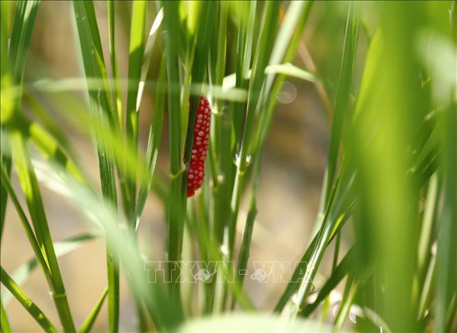 Nhiều loại sâu, bệnh phát triển mạnh, gây hại lúa diện rộng. Ảnh: Nam Sương – TTXVN