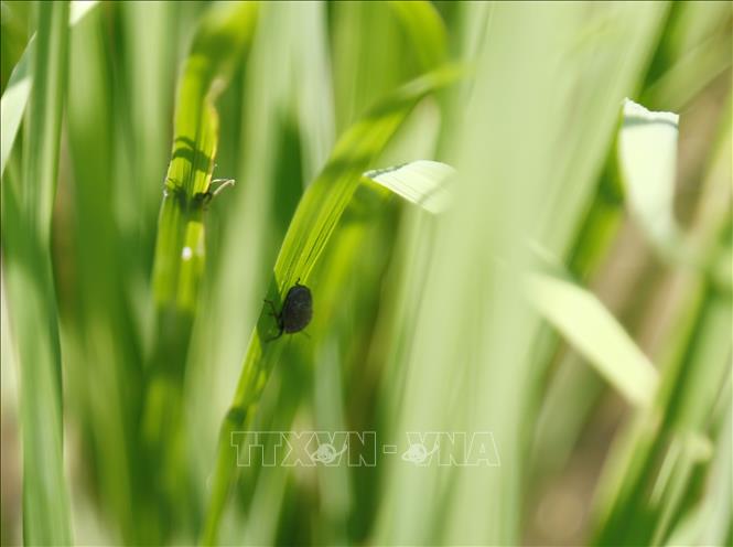 Nhiều địa phương ghi nhận tập đoàn rầy, mật độ nơi cao 800-900 con/m2, cục bộ 2.000-3.000 con/m2 (tuổi 1-2-3). Ảnh: Nam Sương – TTXVN