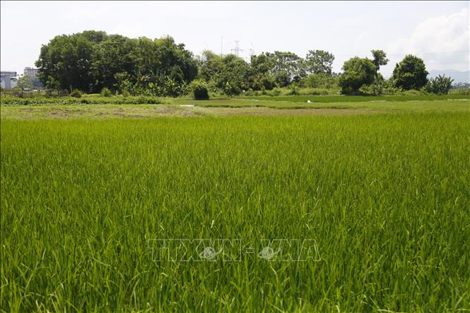 Hơn 1000 ha lúa ở Tuyên Quang bị nhiễm sâu bệnh trong tổng số gần 24.700 ha lúa gieo cấy. Ảnh: Nam Sương – TTXVN