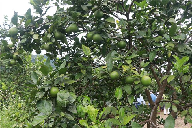 Trong ảnh: Khoảng 2 tháng nữa, những vườn cam tại Nghệ An sẽ đến kỳ thu hoạch đem lại giá trị kinh tế cho nông dân. Ảnh: Nguyễn Văn Nhật - TTXVN