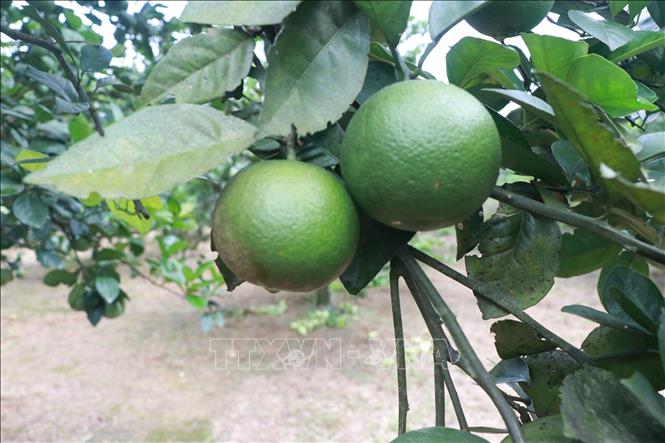 Trong ảnh: Cây cam của các nhà vườn tại Nghệ An dần được nâng cao về chất lượng, hiệu quả nhờ nông dân biết chú ý áp dụng kiến thức khoa học kỹ thuật vào trồng cam. Ảnh: Nguyễn Văn Nhật - TTXVN