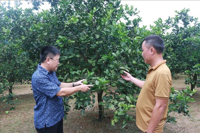 Trong ảnh: Có những chủ vườn cam cho thu nhập từ nghề trồng cam đạt trên 150 triệu đồng/năm, cao hơn nhiều so với trồng các loại cây trồng khác. Ảnh: Nguyễn Văn Nhật - TTXVN