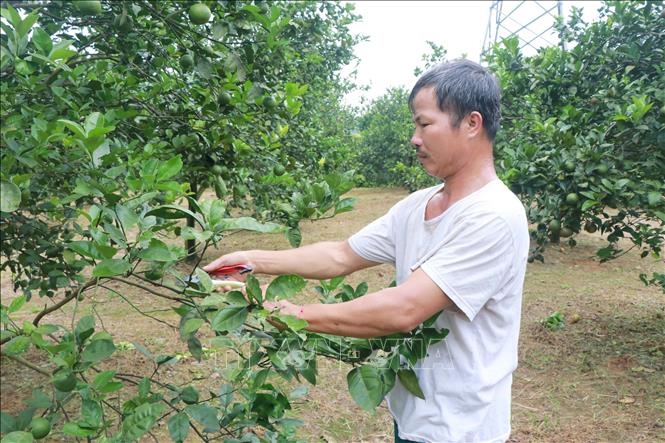 Trong ảnh: Quy trình, kỹ thuật chăm sóc cam luôn được nông dân Nghệ An coi trọng nhằm mục đích đem lại năng suất, chất lượng cao cho cây cam. Ảnh: Nguyễn Văn Nhật - TTXVN