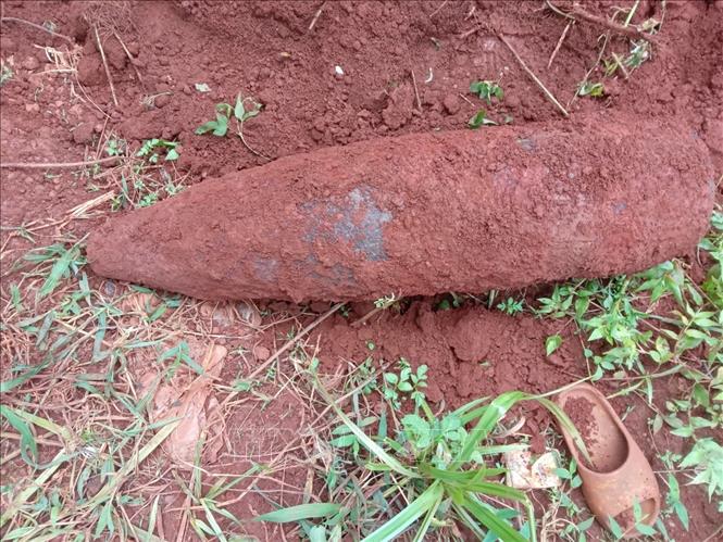 Trong ảnh: Đầu đạn pháo 175mm được phát hiện trong vườn nhà dân. Ảnh: TTXVN phát
