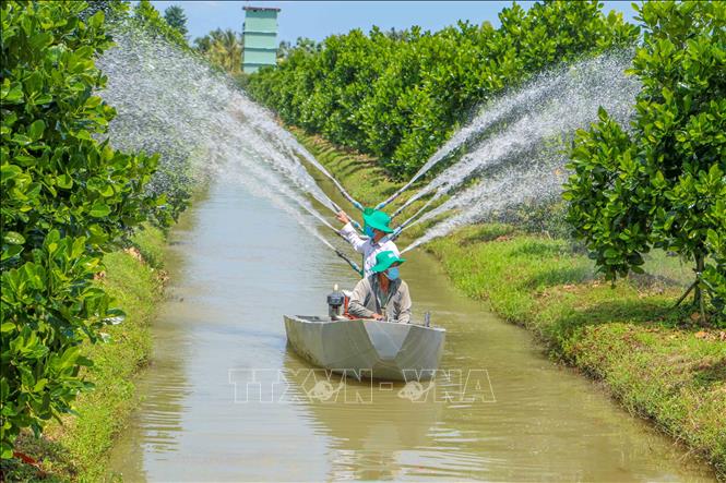 Jackfruit orchards in Dinh Mon commune, Thoi Lai district. VNA Photo: Thanh Liêm 