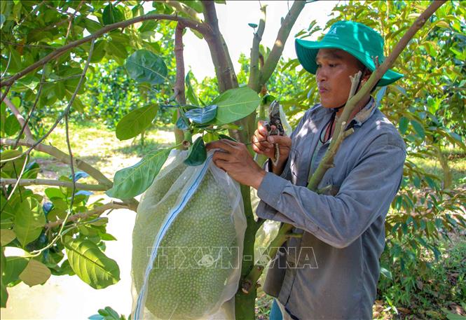 A jackfruit plantation in Dinh Mon commune, Thoi Lai district. VNA Photo: Thanh Liêm 