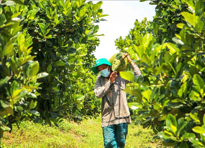 A jackfruit plantation in Dinh Mon commune, Thoi Lai district. VNA Photo: Thanh Liêm 