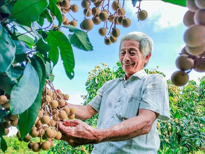 A longan plantation of the Dong Tam Cooperative in Dinh Mon commune, Thoi Lai district. VNA Photo: Thanh Liêm 