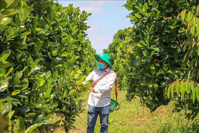 A jackfruit plantation in Dinh Mon commune, Thoi Lai district. VNA Photo: Thanh Liêm 