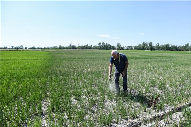 Trong ảnh: Một cánh đồng lúa khô héo do nắng nóng kéo dài tại Sozzago, Italy ngày 11/7/2022. Ảnh: AFP/TTXVN