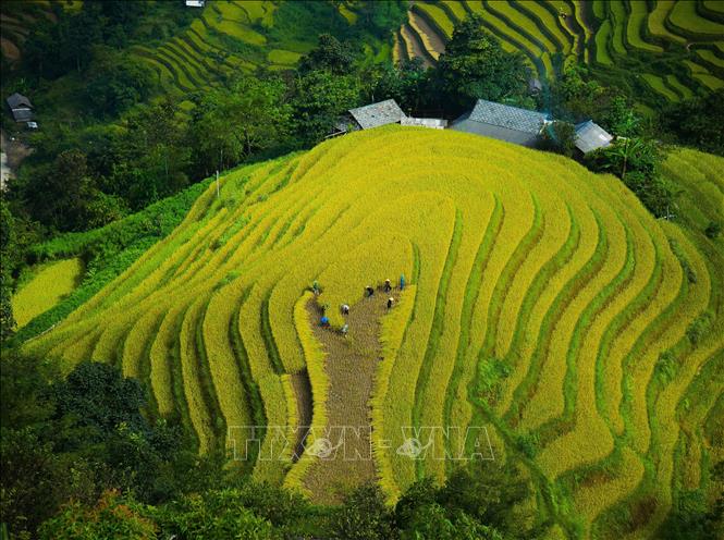 Harvesting rice in terraced fields in Hoang Su Phi district, Ha Giang province. VNA Photo: Nguyễn Chiến