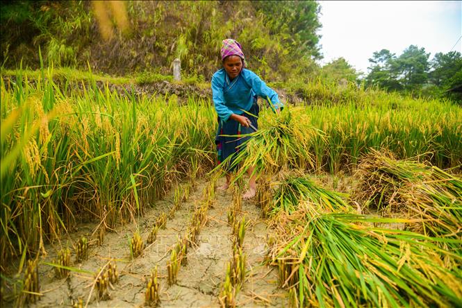 Harvesting rice in terraced fields in Hoang Su Phi district, Ha Giang province. VNA Photo: Nguyễn Chiến