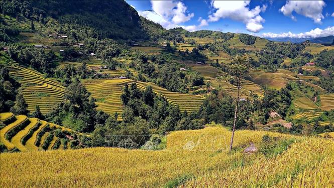 Rice terraced fields in Hoang Su Phi district, Ha Giang province. VNA Photo: Nguyễn Chiến