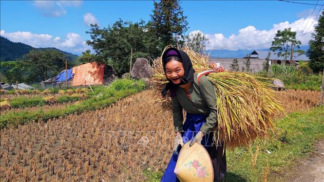 Harvesting rice in terraced fields in Hoang Su Phi district, Ha Giang province. VNA Photo: Nguyễn Chiến