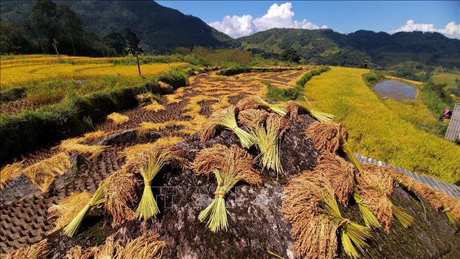 Harvesting rice in terraced fields in Hoang Su Phi district, Ha Giang province. VNA Photo: Nguyễn Chiến