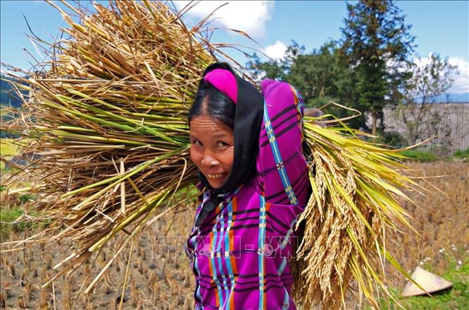 Harvesting rice in terraced fields in Hoang Su Phi district, Ha Giang province. VNA Photo: Nguyễn Chiến