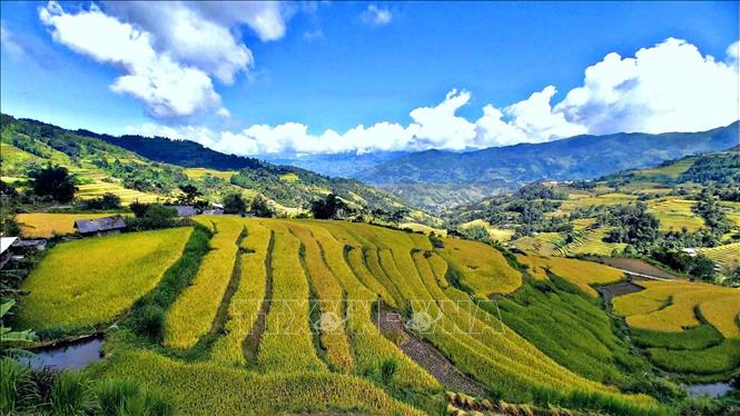 Rice terraced fields in Hoang Su Phi district, Ha Giang province. VNA Photo: Nguyễn Chiến